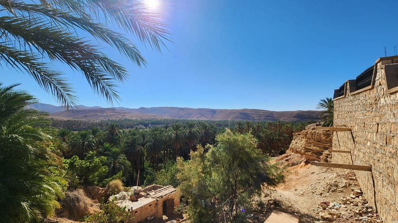 Date palm grove in the Algerian oasis region, hills on the horizon